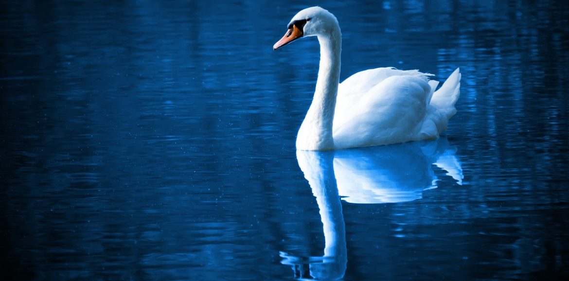 Cygne (swan)